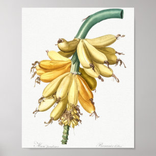 Banana von Les liacees (1805) von Pierre-Joseph Poster