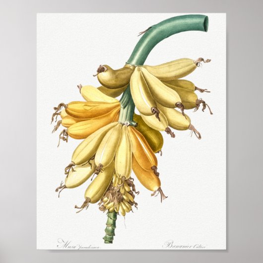 Banana von Les liacees (1805) von Pierre-Joseph Poster (Vorne)