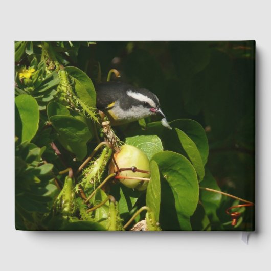Bananaquit Bird Eating Tropical Photography Gästebuch (Rückseite)