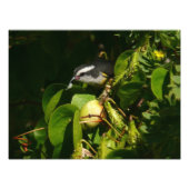 Bananaquit Bird essen tropische Fotografie (Vorne)