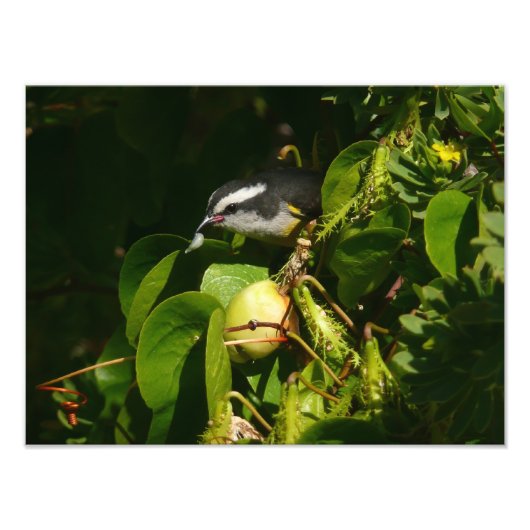 Bananaquit Bird essen tropische Fotografie (Vorne)