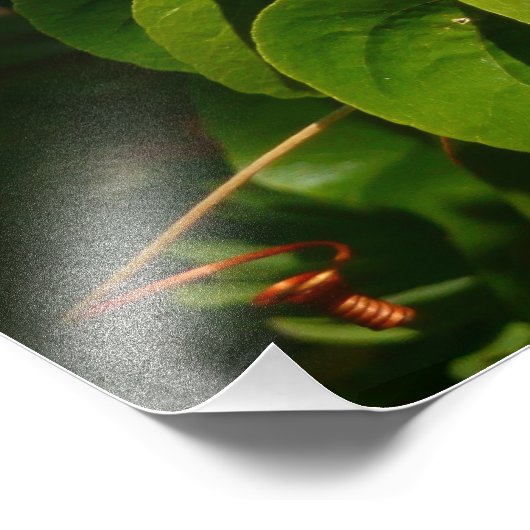 Bananaquit Bird essen tropische Fotografie (Ecke)