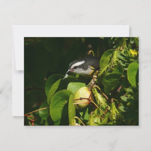 Bananaquit Bird essen tropische Fotografie (Vorderseite)