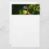 Bananaquit Bird essen tropische Fotografie Briefpapier (Vorne/Hinten)