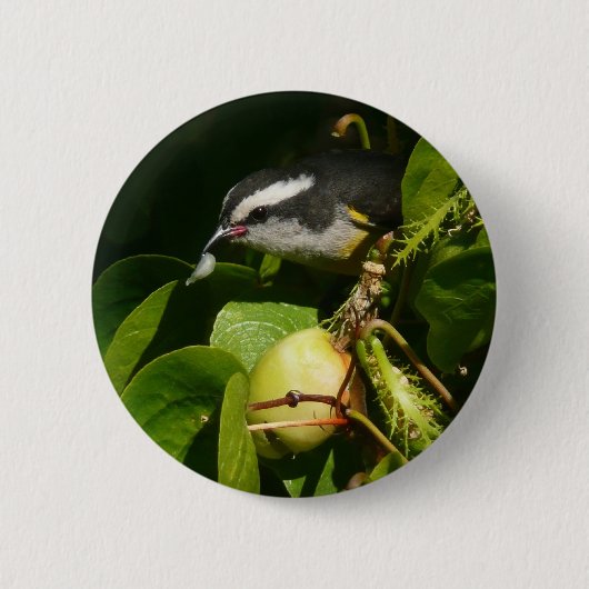 Bananaquit Bird essen tropische Fotografie Button (Vorderseite)