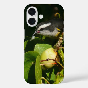 Bananaquit Bird essen tropische Fotografie iPhone 16 Hülle