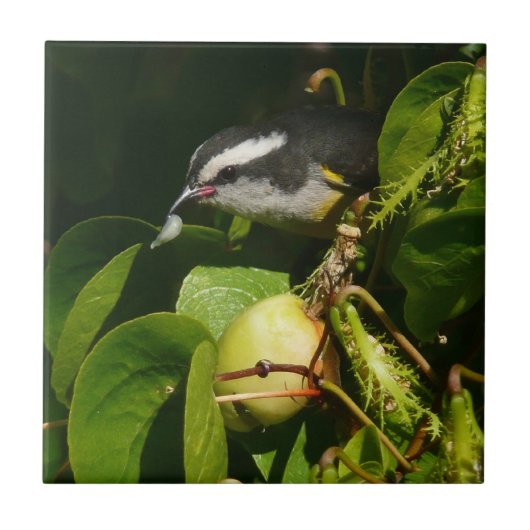 Bananaquit Bird essen tropische Fotografie Fliese (Vorderseite)