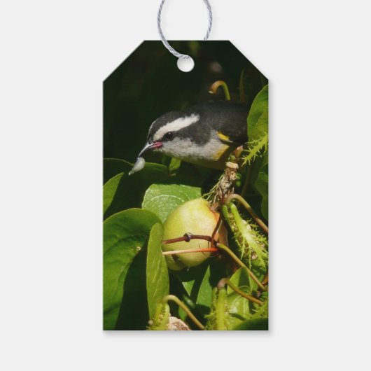 Bananaquit Bird essen tropische Fotografie Geschenkanhänger (Vorderseite)