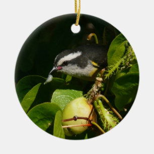 Bananaquit Bird essen tropische Fotografie Keramikornament