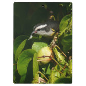 Bananaquit Bird essen tropische Fotografie Klemmbrett (Rückseite)