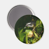 Bananaquit Bird essen tropische Fotografie Magnet (Vorderseite/Rückseite)