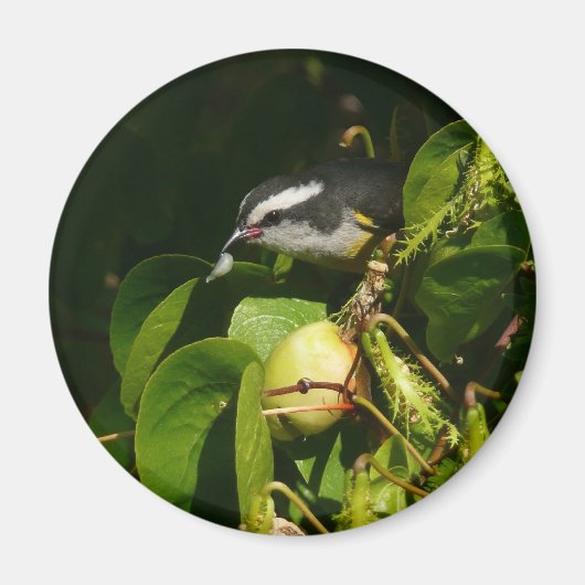 Bananaquit Bird essen tropische Fotografie Magnet (Vorne)