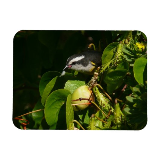 Bananaquit Bird essen tropische Fotografie Magnet (Horizontal)