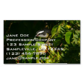 Bananaquit Bird essen tropische Fotografie Magnetische Visitenkarte (Vorderseite)