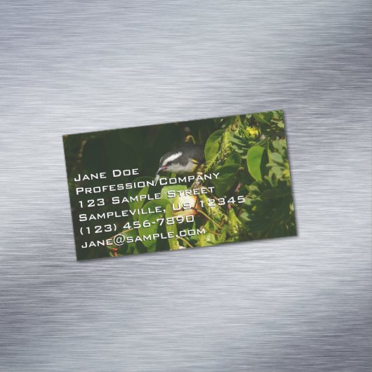 Bananaquit Bird essen tropische Fotografie Magnetische Visitenkarte (Beispiel)