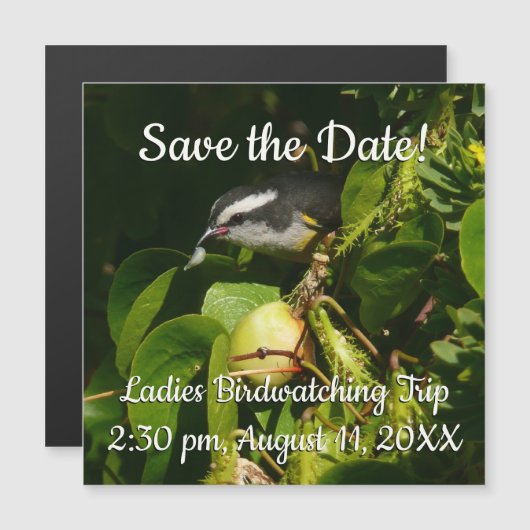 Bananaquit Bird essen tropische Fotografie Magnetkarte (Vorne/Hinten)