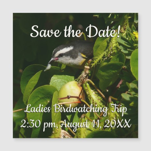 Bananaquit Bird essen tropische Fotografie Magnetkarte (Vorderseite)