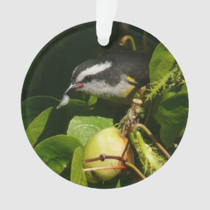 Bananaquit Bird essen tropische Fotografie Ornament