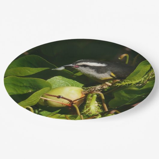 Bananaquit Bird essen tropische Fotografie Pappteller (Schrägansicht)