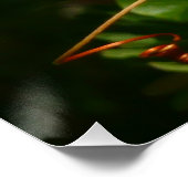 Bananaquit Bird essen tropische Fotografie Poster (Ecke)