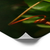 Bananaquit Bird essen tropische Fotografie Poster (Ecke)