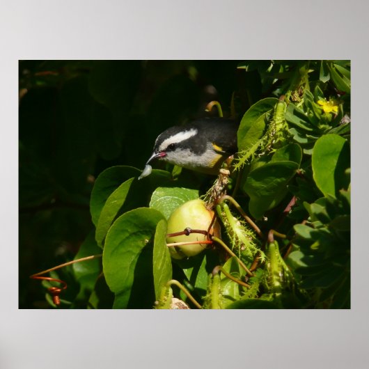 Bananaquit Bird essen tropische Fotografie Poster (Vorne)