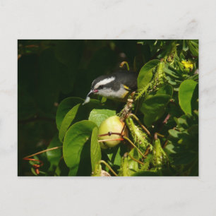 Bananaquit Bird essen tropische Fotografie Postkarte