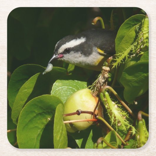 Bananaquit Bird essen tropische Fotografie Rechteckiger Pappuntersetzer (Vorderseite)