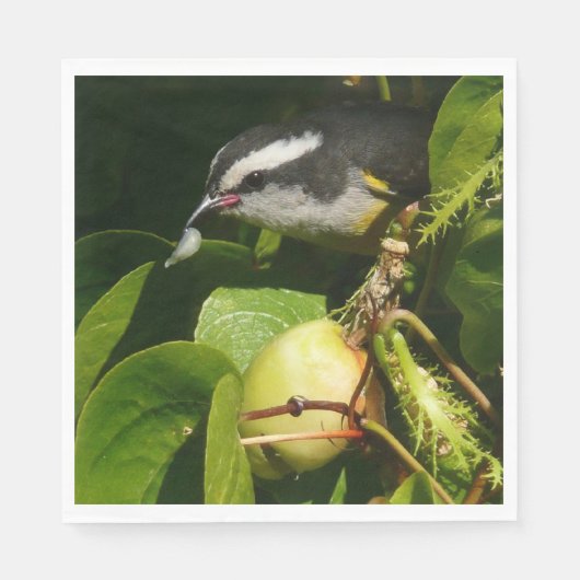 Bananaquit Bird essen tropische Fotografie Serviette (Vorderseite)