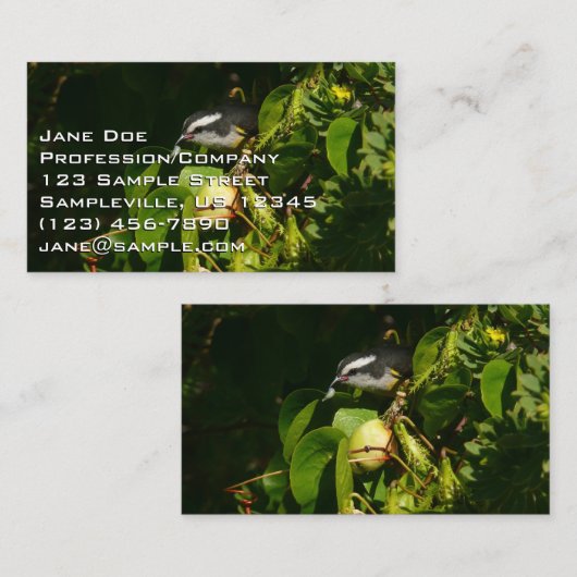 Bananaquit Bird essen tropische Fotografie Visitenkarte (Vorne/Hinten)