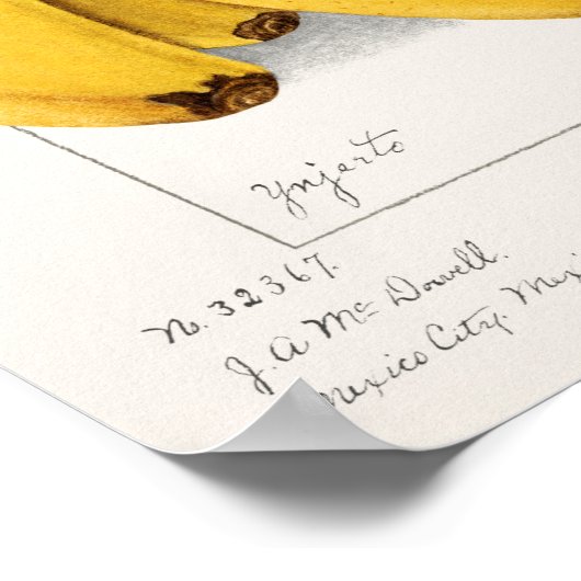 Bananas (Musa) 1904 Poster (Ecke)