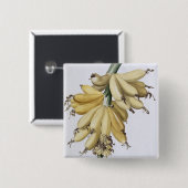 Banane, 1816 button (Vorne & Hinten)