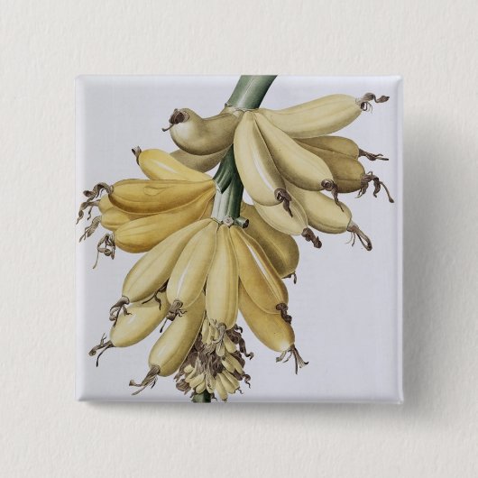 Banane, 1816 button (Vorderseite)