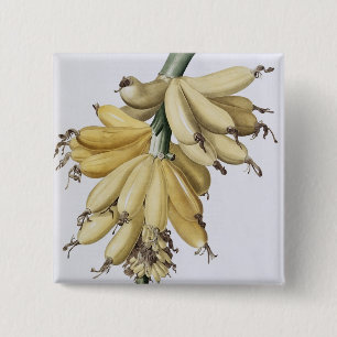 Banane, 1816 button