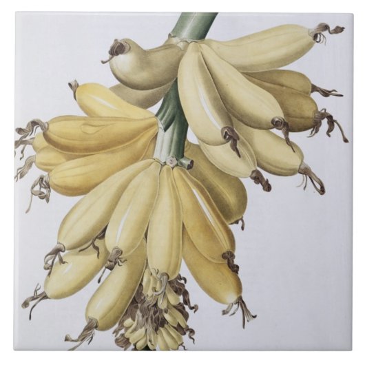 Banane, 1816 fliese (Vorderseite)
