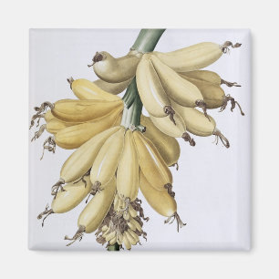 Banane, 1816 magnet
