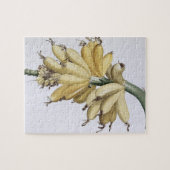 Banane, 1816 puzzle (Horizontal)