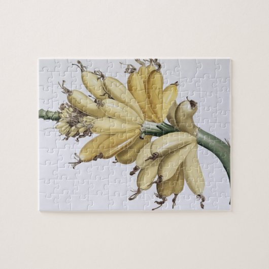 Banane, 1816 puzzle (Horizontal)