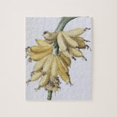 Banane, 1816 puzzle (Vertikal)
