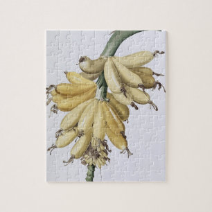 Banane, 1816 puzzle