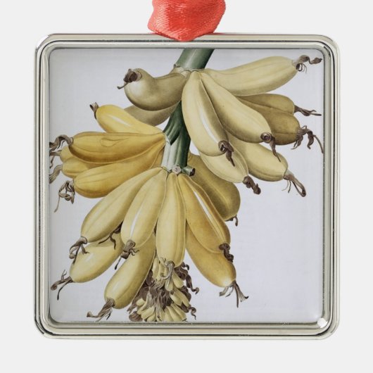 Banane, 1816 silbernes ornament (Vorne)