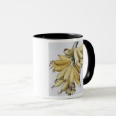 Banane, 1816 tasse (VorderseiteRechts)