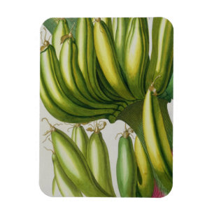 Banane, graviert von Johann Jakob Haid (1704-67) Magnet