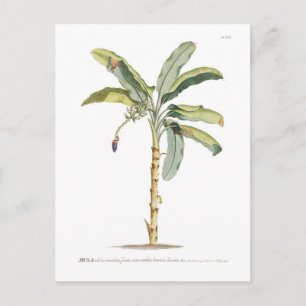 Banane Postkarte