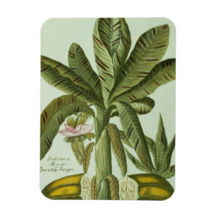 Banane, von Phytanthoza Iconographi J.weinmanns Magnet