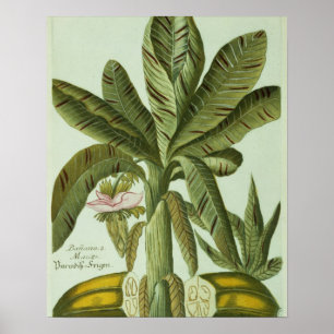 Banane, von Phytanthoza Iconographi J.weinmanns Poster