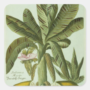 Banane, von Phytanthoza Iconographi J.weinmanns Quadratischer Aufkleber