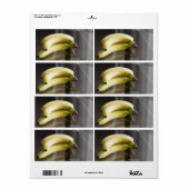 Bananen (Vorne)