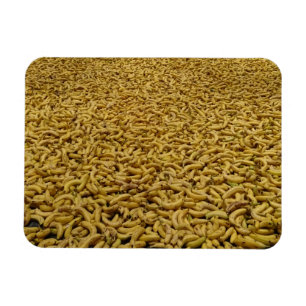 Bananen 3"x4"-Magnet Magnet