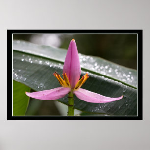 Bananen-Blumen-Plakat Poster